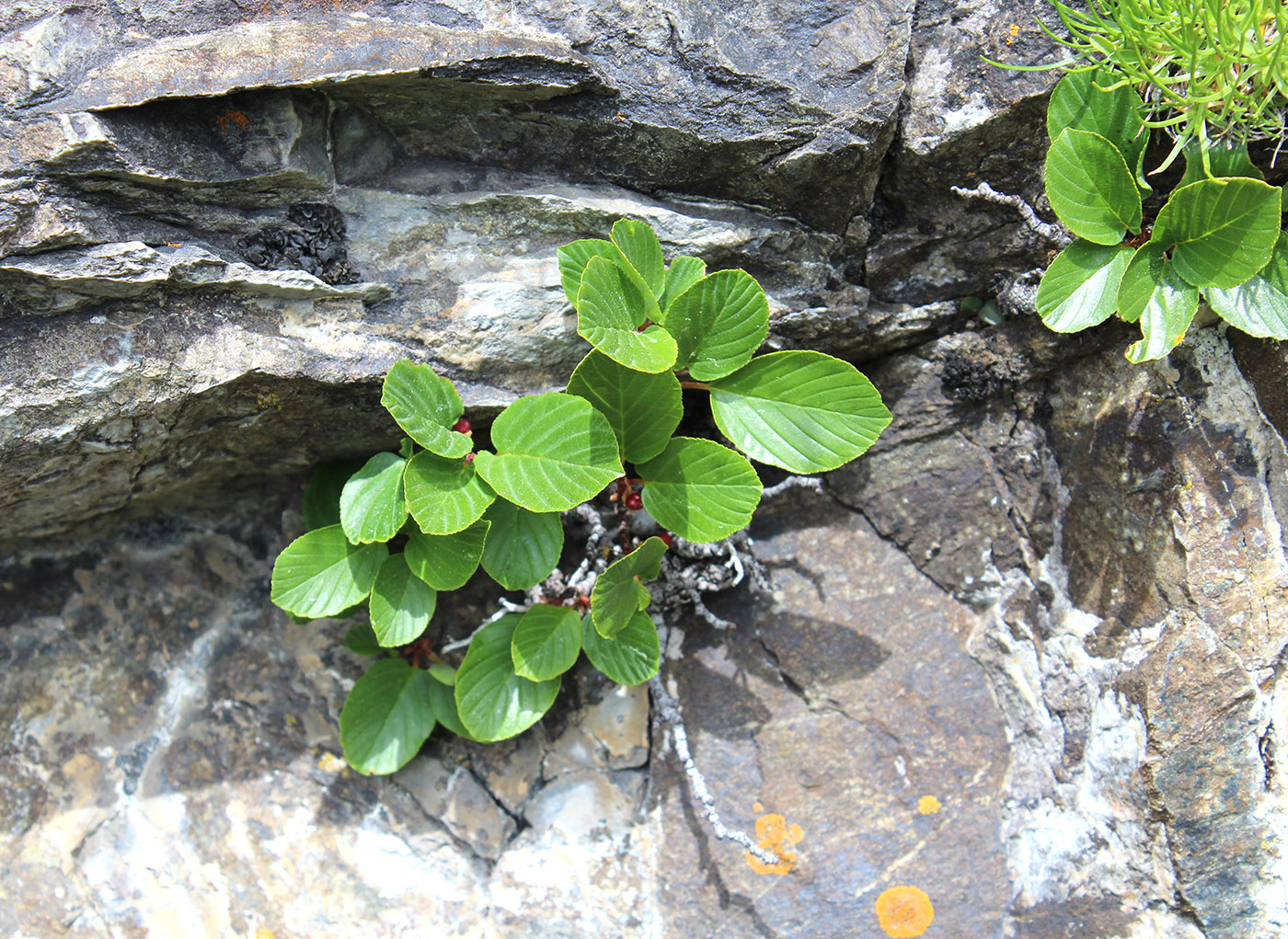 Изображение особи Rhamnus microcarpa.