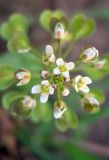 Microthlaspi perfoliatum