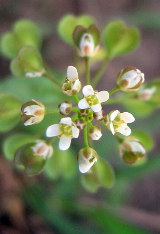 Изображение особи Microthlaspi perfoliatum.