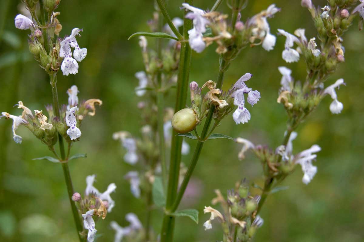 Image of Nepeta nuda specimen.
