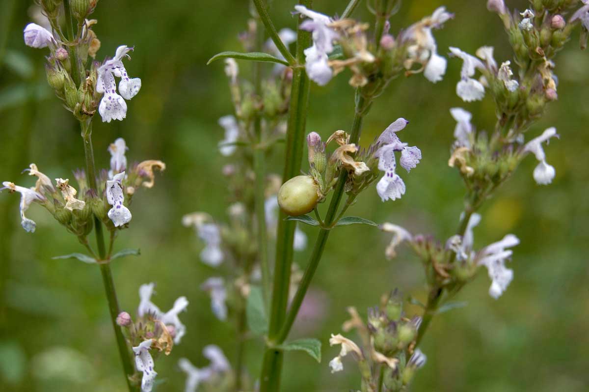 Изображение особи Nepeta nuda.