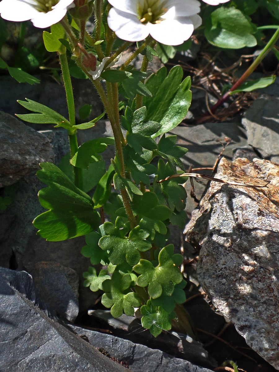 Image of Saxifraga sibirica specimen.