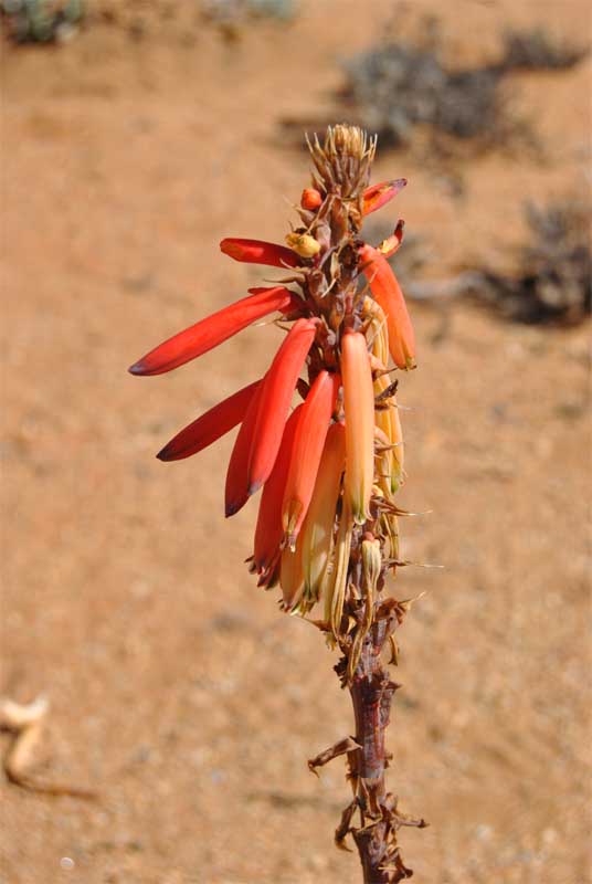 Image of Aloe melanacantha specimen.