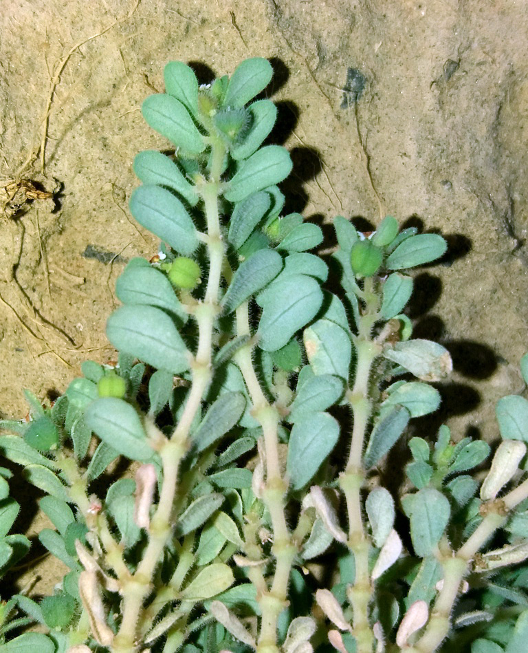 Изображение особи Euphorbia turcomanica.