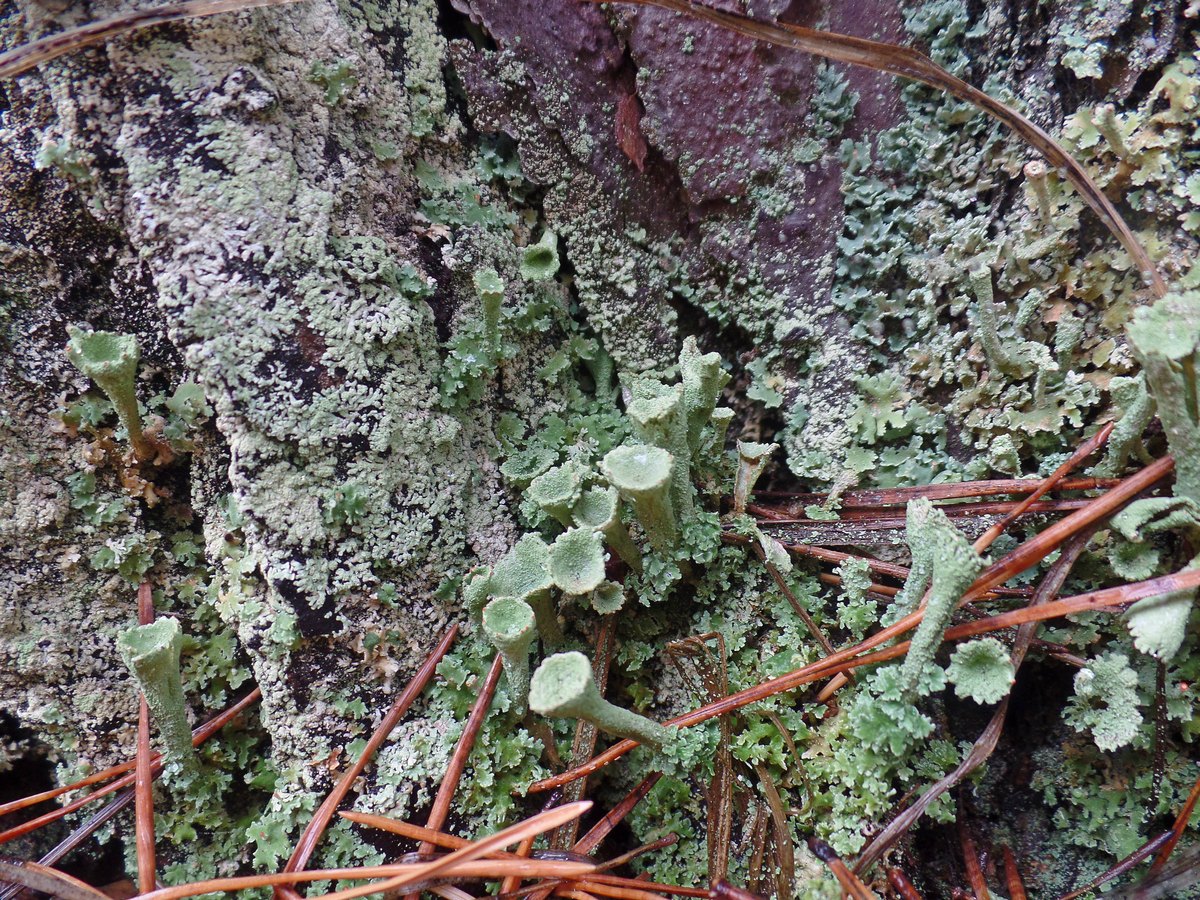 Изображение особи род Cladonia.