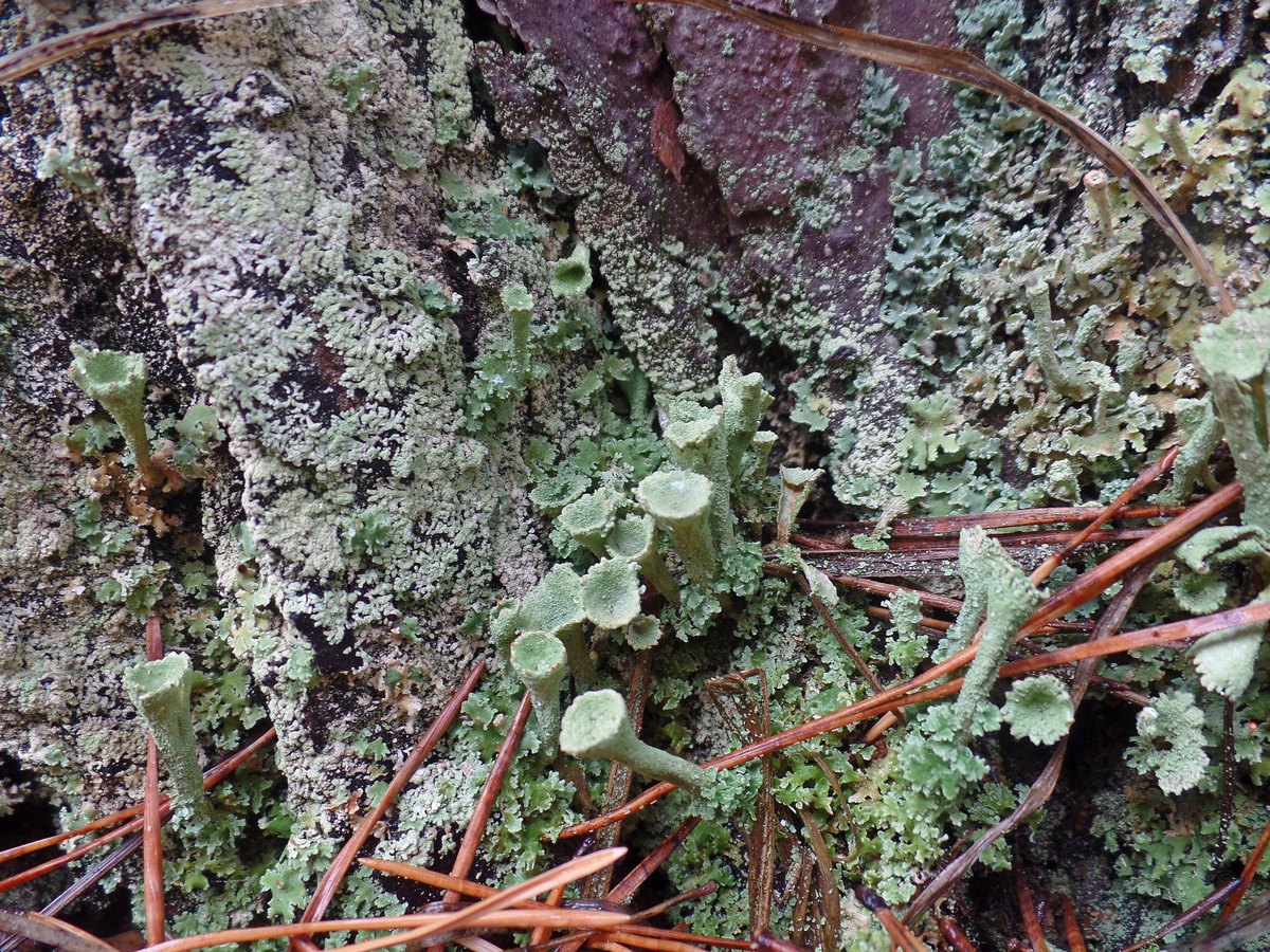 Изображение особи род Cladonia.