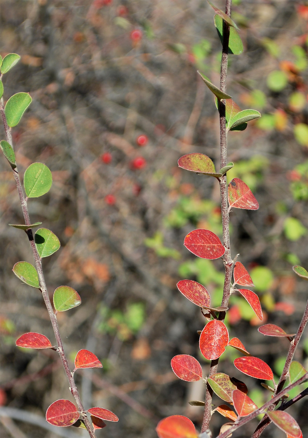 Image of Cotoneaster insignis specimen.