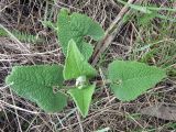 Phlomoides tuberosa. Отрастающее после зимовки растение (вид сверху). Украина, Черкасская обл., Каневский р-н, Региональный ландшафтный парк \"Трахтемиров\", участок восстановленной степи. 24 апреля 2010 г.