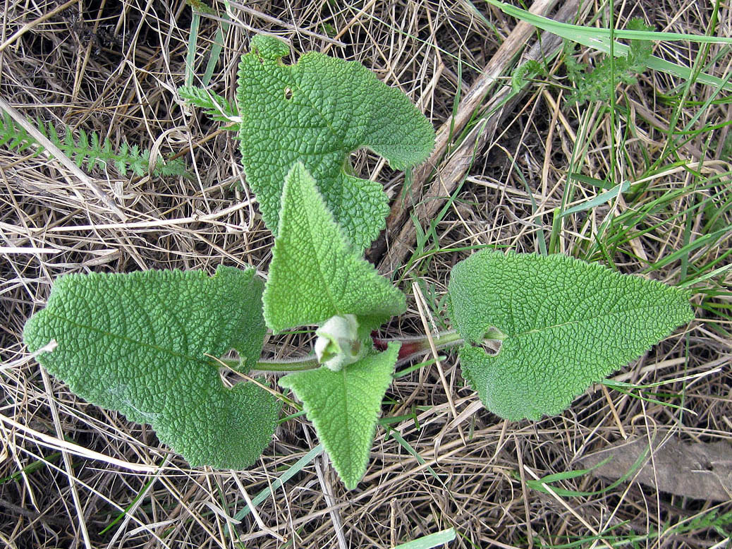 Image of Phlomoides tuberosa specimen.