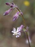 Silene niceensis. Верхушка растения. Испания, автономное сообщество Каталония, провинция Жирона, комарка Баш Эмпорда, муниципалитет Тороэлья-де-Монгри, устье р. Тер, тыловой склон дюны. 26.04.2017.