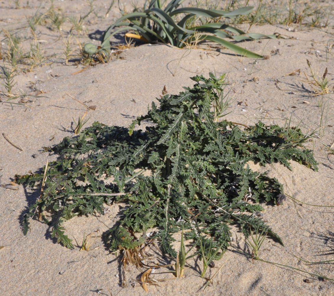 Image of Verbascum pinnatifidum specimen.