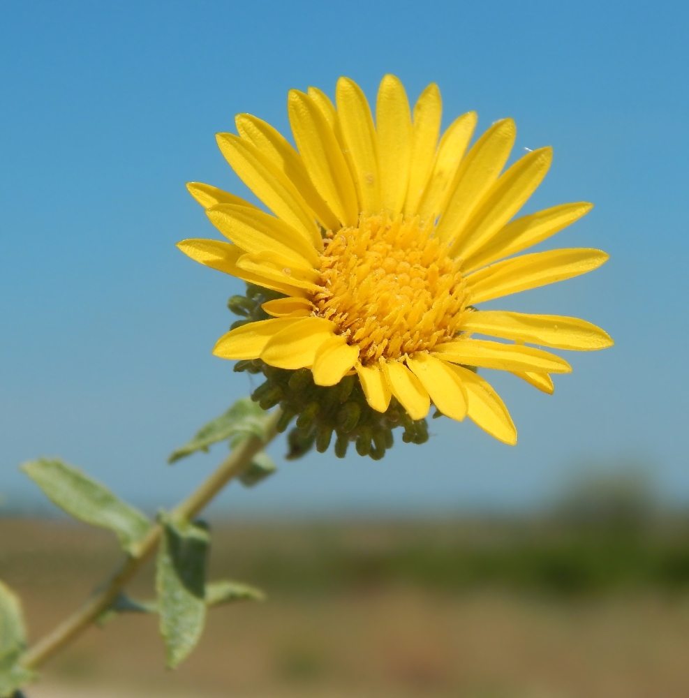 Изображение особи Grindelia squarrosa.