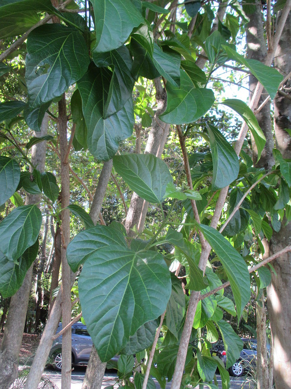 Изображение особи Premna serratifolia.