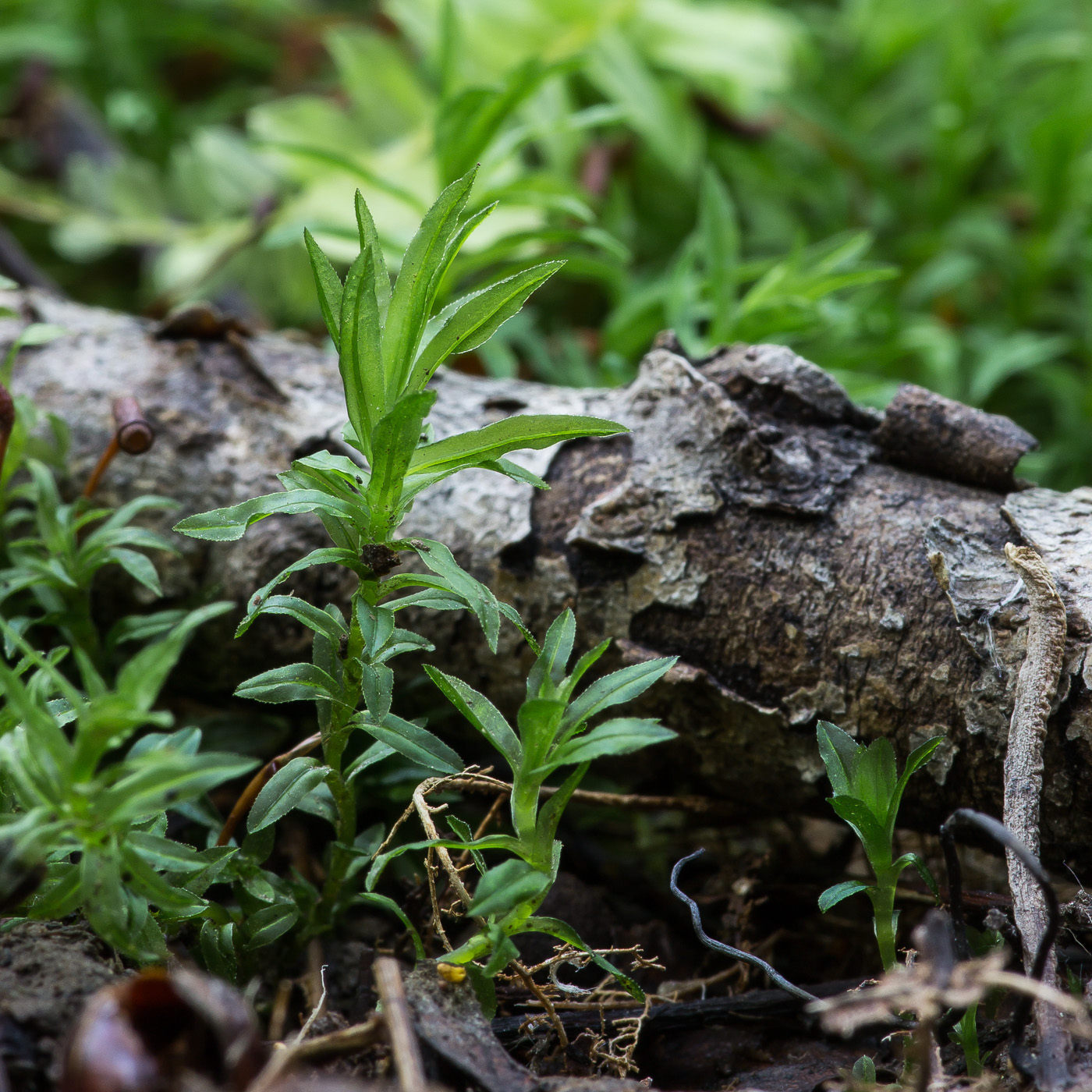 Image of Atrichum undulatum specimen.