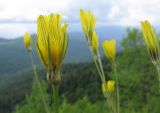 Tragopogon reticulatus