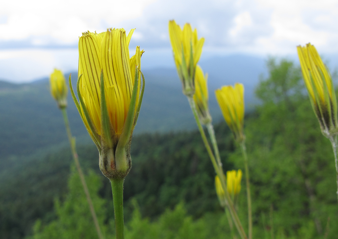 Изображение особи Tragopogon reticulatus.