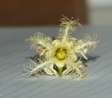 Lophostemon confertus