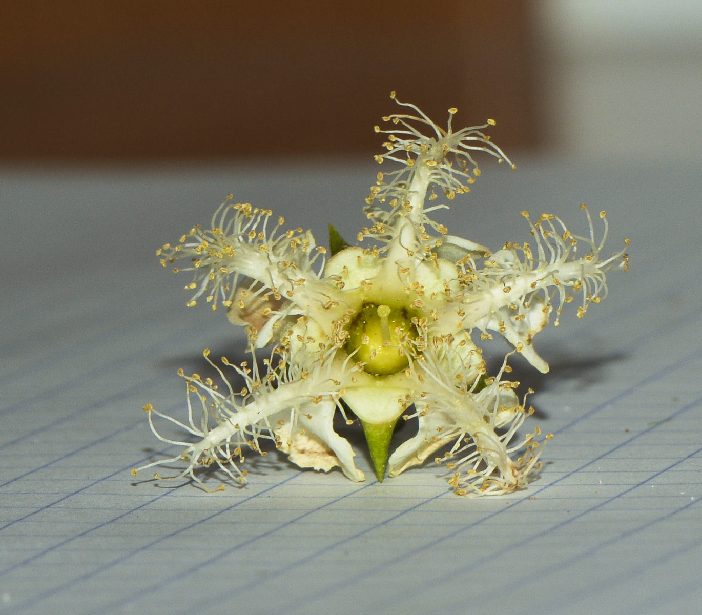 Image of Lophostemon confertus specimen.