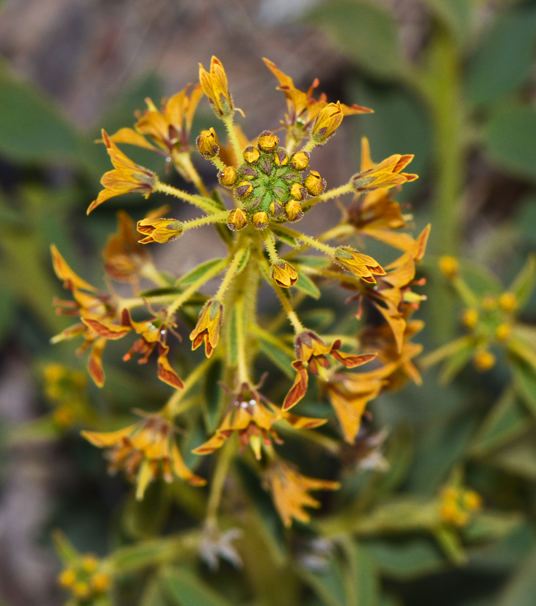 Image of Cleome arabica specimen.