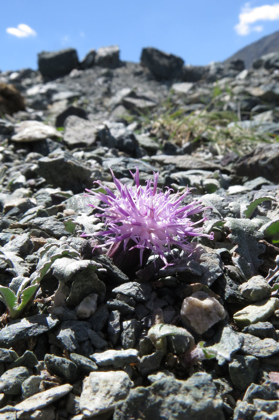 Image of genus Saussurea specimen.