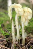 Hypopitys monotropa. Цветущие растения. Беларусь, Минская обл., Дзержинский р-н, Негорельский сельский совет, недалеко от остановочного пункта Асино, поляна в смешанном лесу. 15.07.2017.