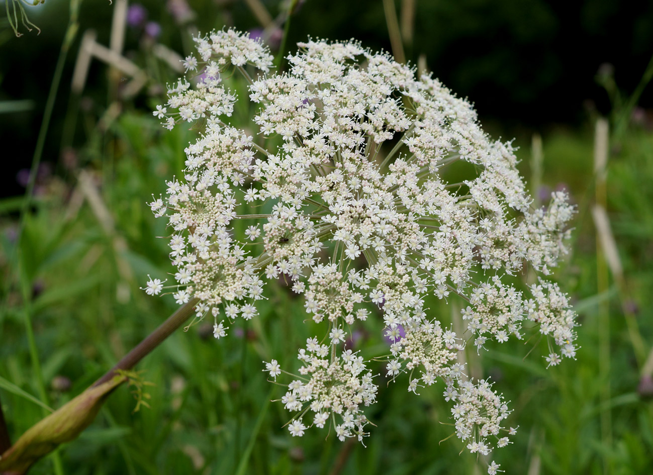 Image of Angelica genuflexa specimen.