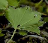 Alchemilla dura