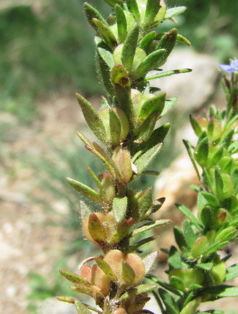 Image of Veronica verna specimen.