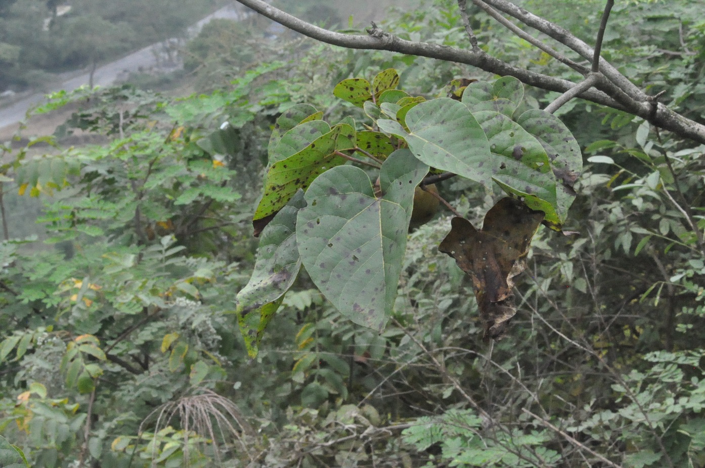 Image of genus Aleurites specimen.