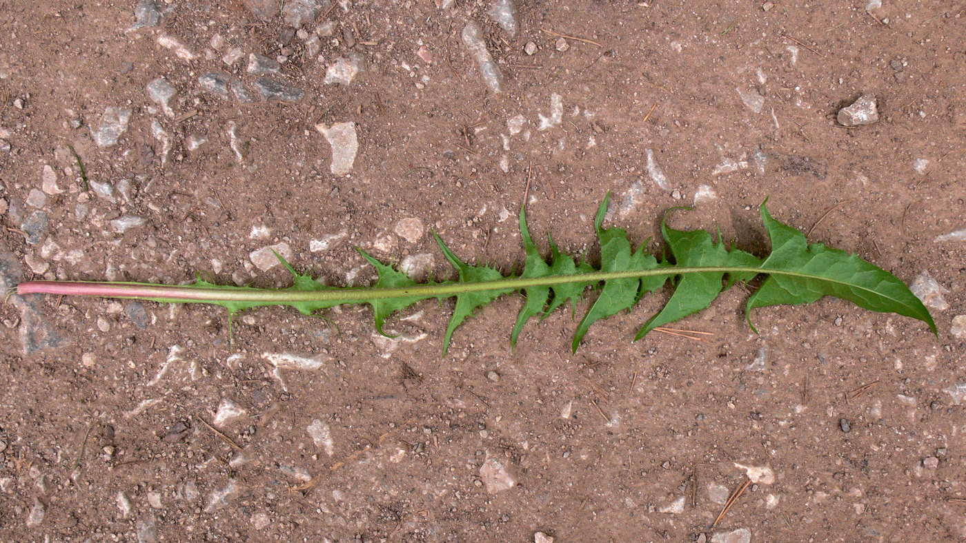 Image of Taraxacum kjellmanii specimen.