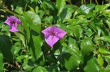 genus Bougainvillea. Побег с соцветиями. Южный Китай, Гуанси-Чжуанский автономный р-н, окр. г. Яншо, берег реки. 12.10.2017.