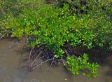 Rhizophora apiculata