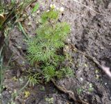 Ranunculus circinatus