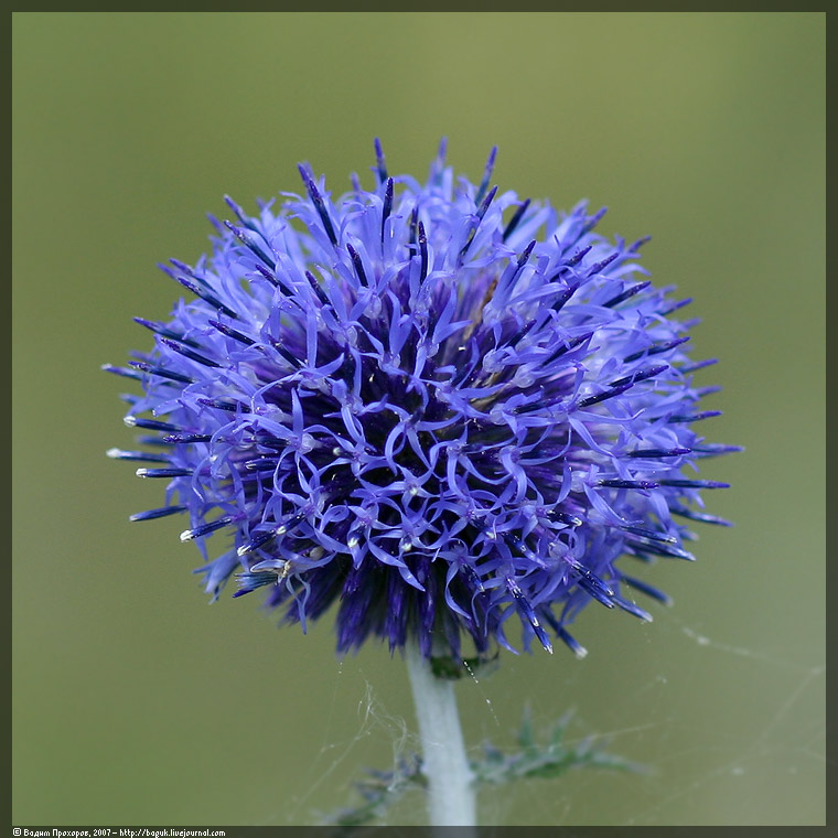 Изображение особи Echinops ruthenicus.