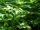 Polygonatum multiflorum