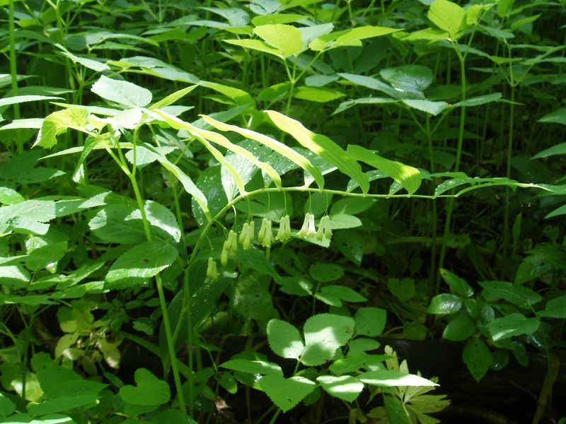 Image of Polygonatum multiflorum specimen.