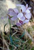 Cardamine trifida