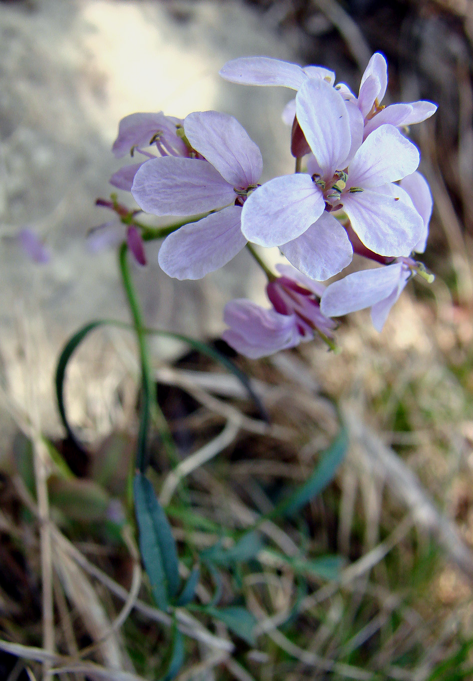 Image of Cardamine trifida specimen.