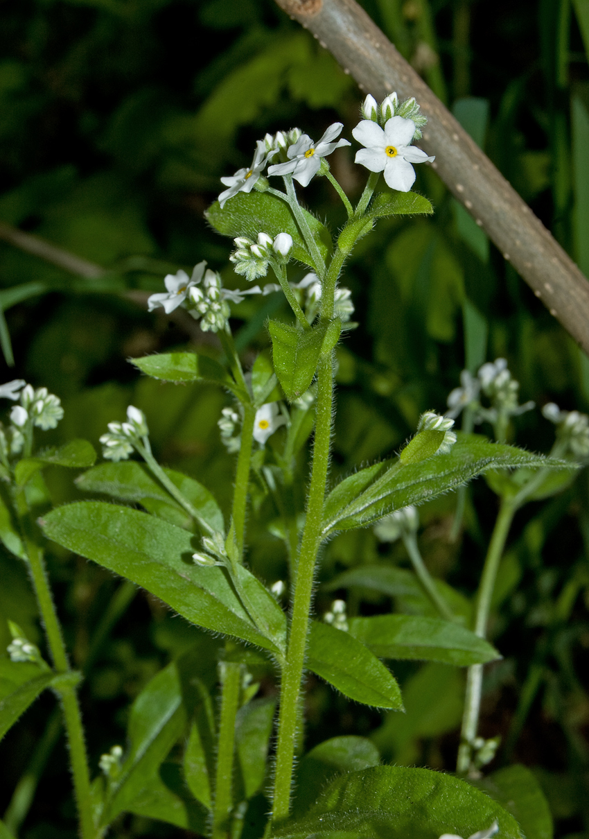 Изображение особи Myosotis sylvatica.