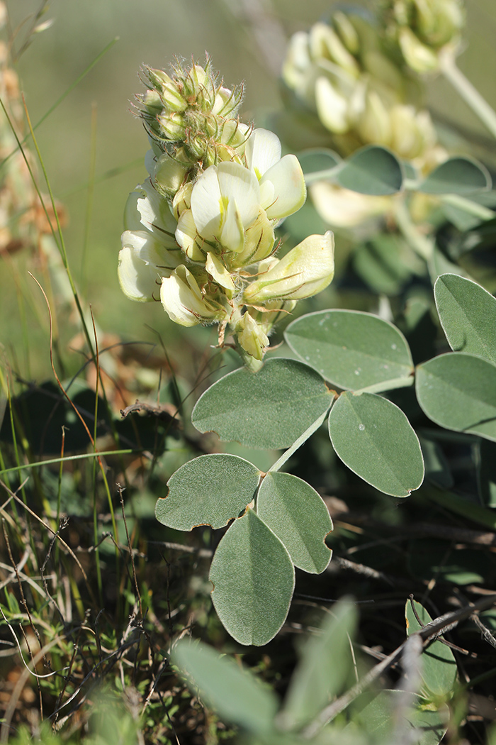 Изображение особи Hedysarum grandiflorum.