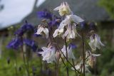 Aquilegia vulgaris