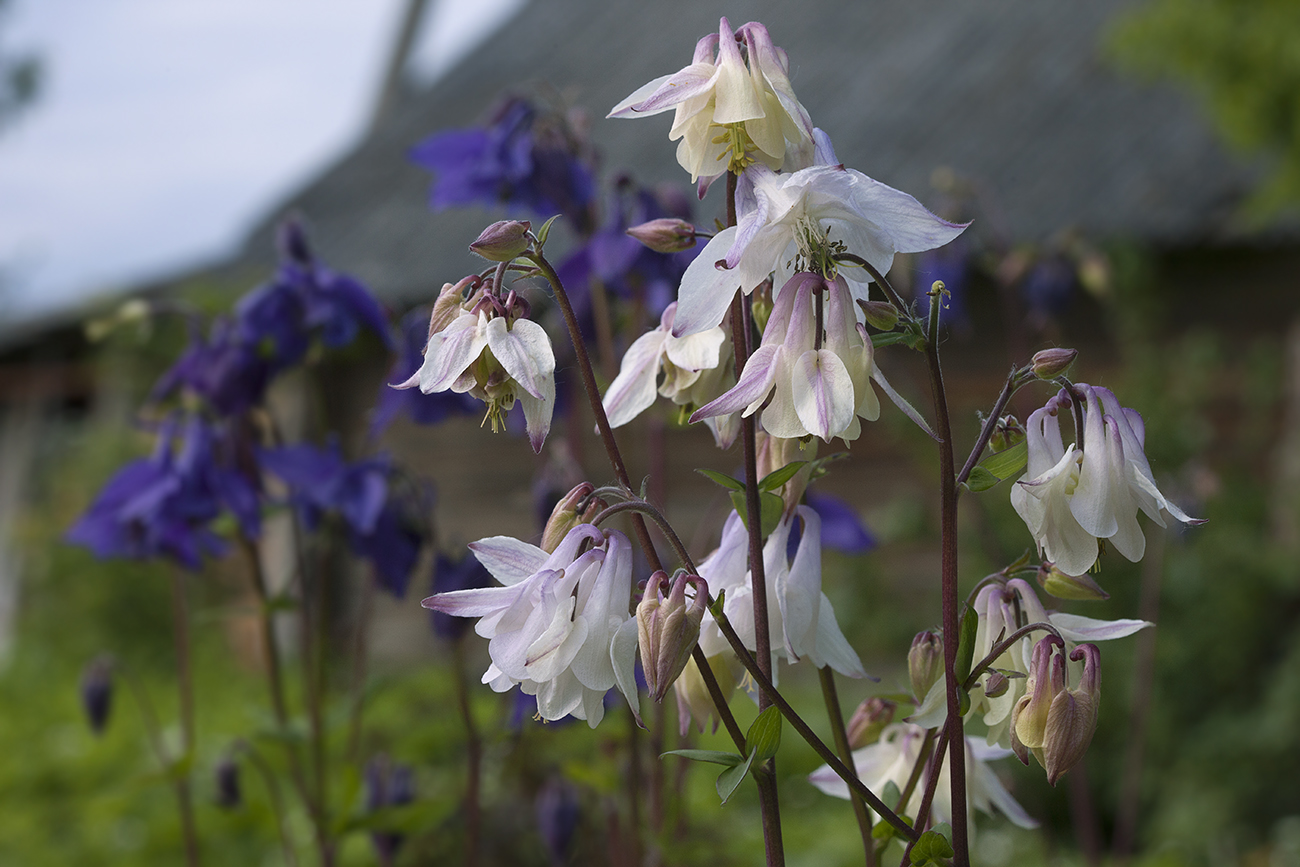 Изображение особи Aquilegia vulgaris.