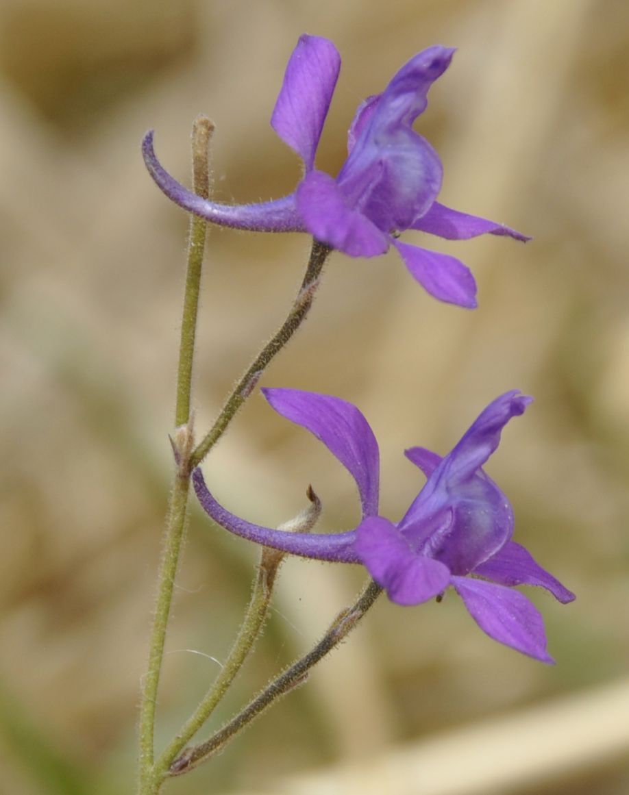 Image of Delphinium paniculatum specimen.