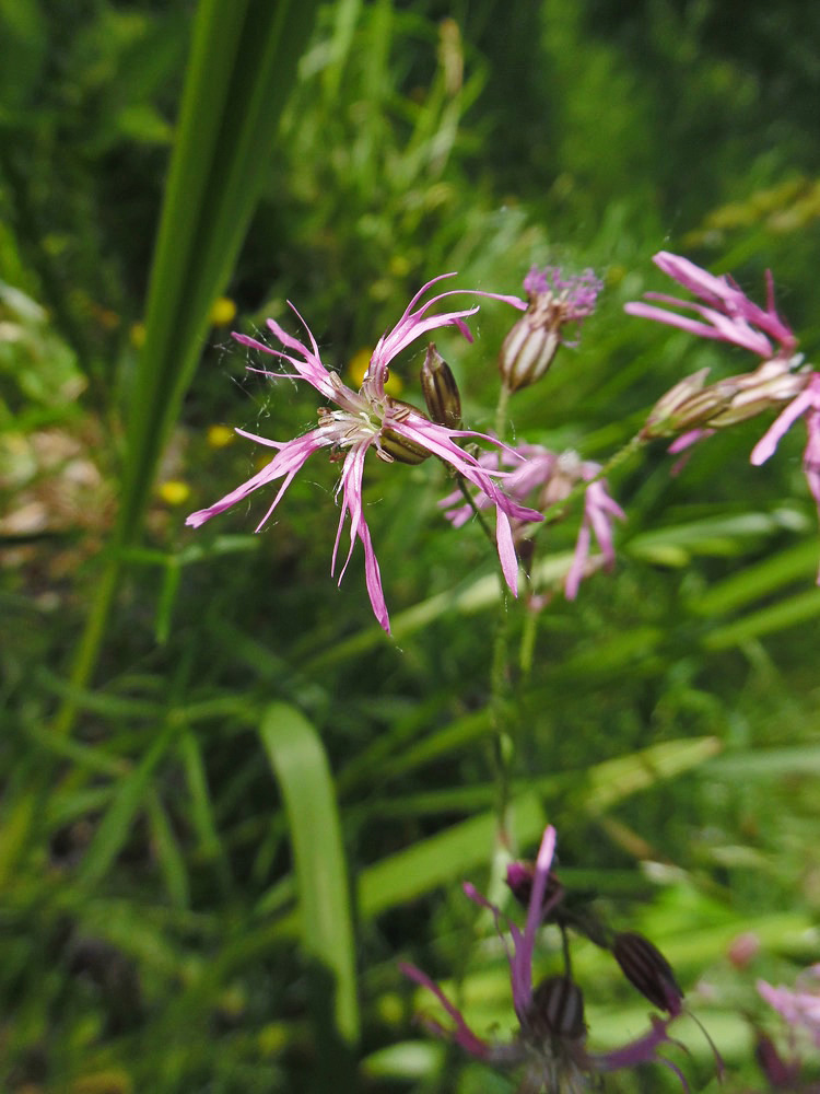 Изображение особи Coccyganthe flos-cuculi.