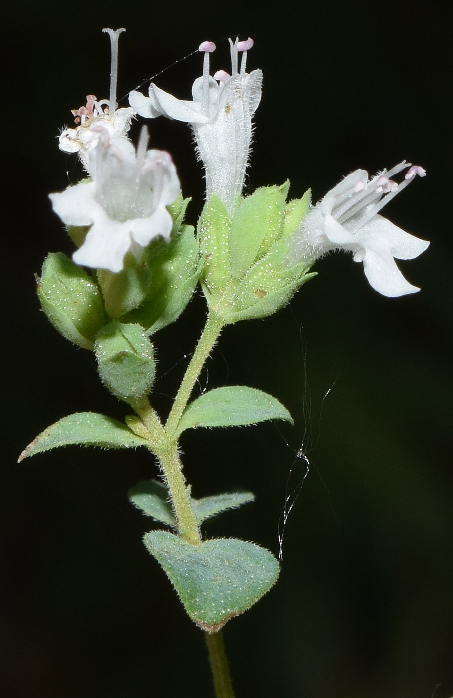 Image of Origanum tyttanthum specimen.