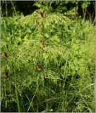 Equisetum sylvaticum