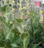 Verbascum phlomoides. Средняя часть побега. Пермский край, г. Пермь, Свердловский р-н, разнотравный некошеный газон. 12.07.2018.