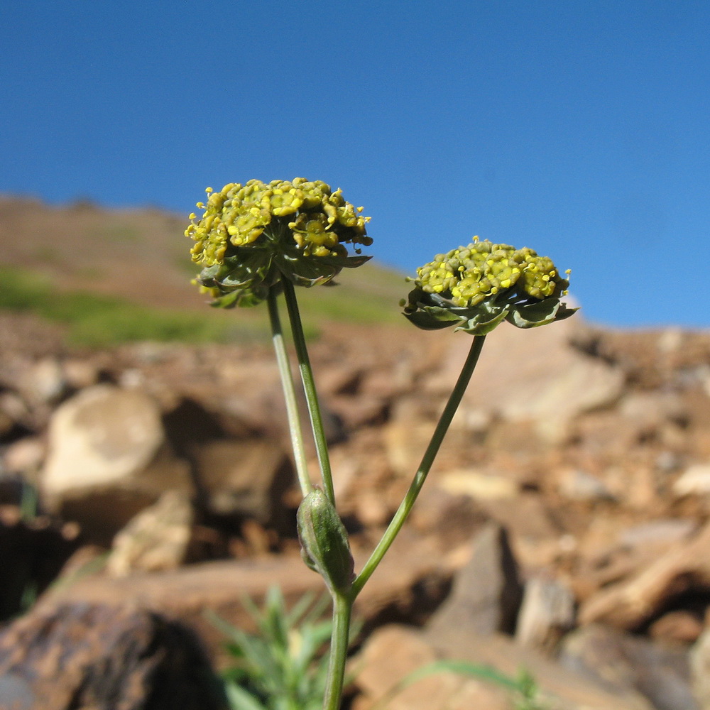 Image of Bupleurum thianschanicum specimen.