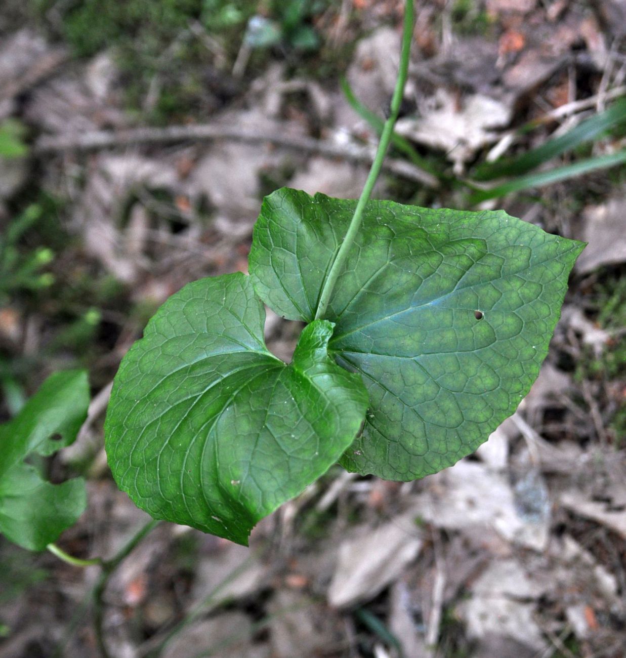 Image of Valeriana tiliifolia specimen.