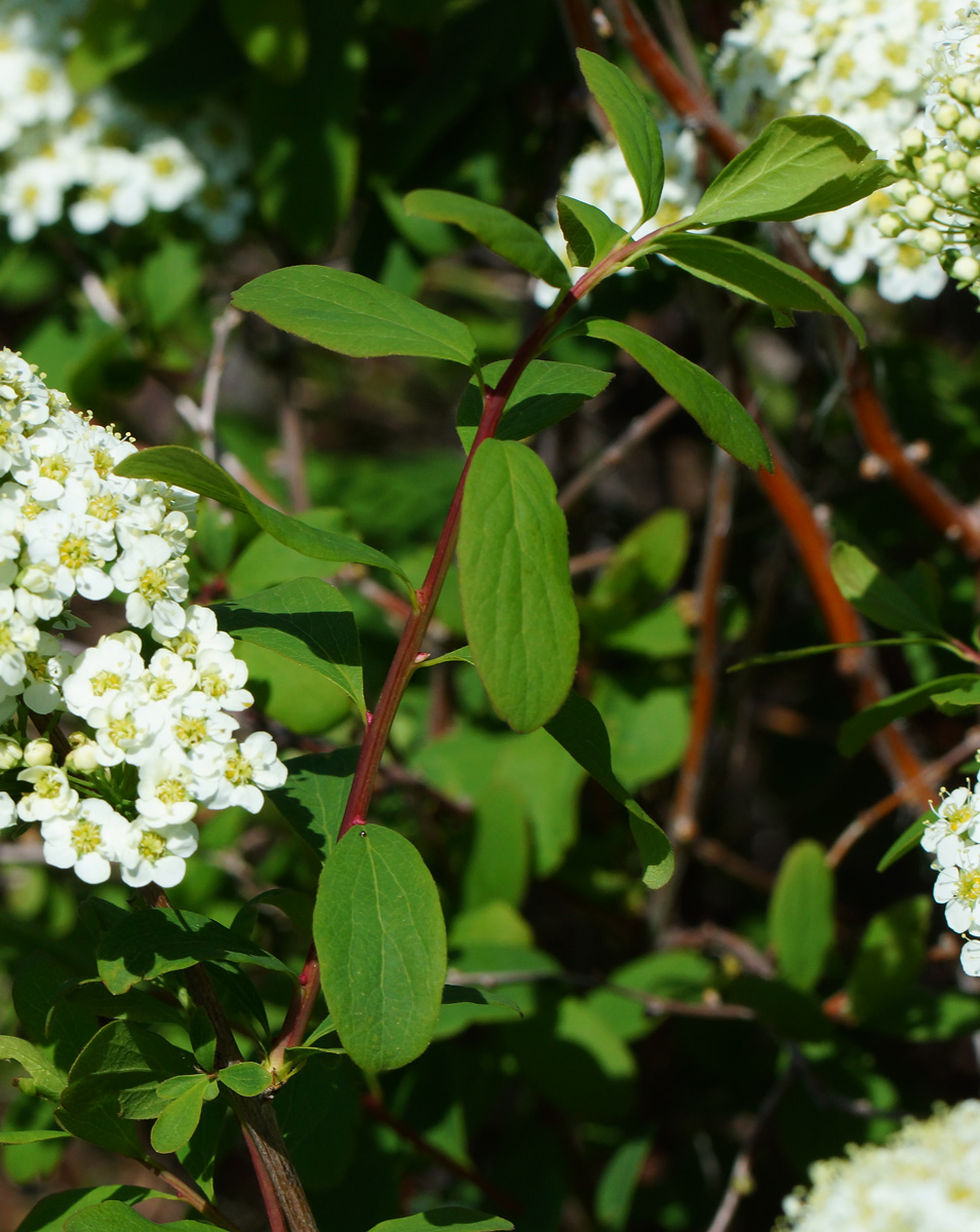 Изображение особи Spiraea media.